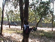 Highslide JS