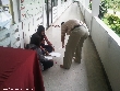 Highslide JS