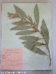 $bota_pic_name1