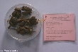 $bota_pic_name1