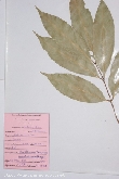 $bota_pic_name1