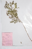 $bota_pic_name1