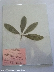 $bota_pic_name1