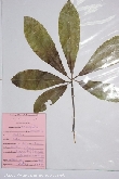 $bota_pic_name1