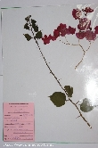 $bota_pic_name1