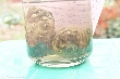 $bota_pic_name1