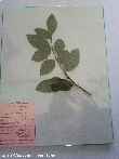 $bota_pic_name1