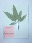 $bota_pic_name1