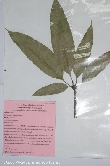 $bota_pic_name1