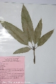 $bota_pic_name1