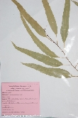 $bota_pic_name1