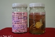 $bota_pic_name1