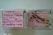 $bota_pic_name1