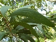 $bota_pic_name1