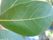 $bota_pic_name1