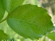 $bota_pic_name1