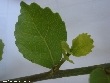 $bota_pic_name1