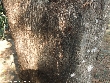 $bota_pic_name1
