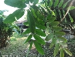 $bota_pic_name1