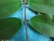 $bota_pic_name1