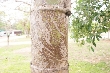 $bota_pic_name1