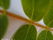 $bota_pic_name1