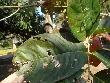 $bota_pic_name1