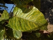 $bota_pic_name1