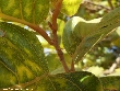 $bota_pic_name1