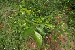 $bota_pic_name1