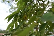 $bota_pic_name1