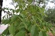 $bota_pic_name1