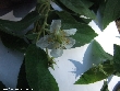 $bota_pic_name1
