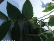 $bota_pic_name1