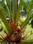 $bota_pic_name1