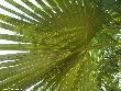 $bota_pic_name1