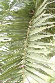 $bota_pic_name1
