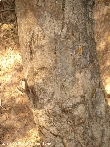 $bota_pic_name1