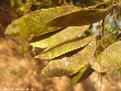 $bota_pic_name1