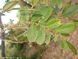 $bota_pic_name1