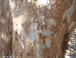 $bota_pic_name1