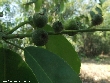 $bota_pic_name1