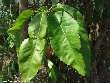 $bota_pic_name1