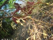 $bota_pic_name1