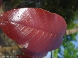 $bota_pic_name1