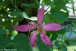 $bota_pic_name1