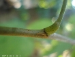$bota_pic_name1