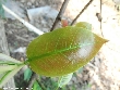 $bota_pic_name1