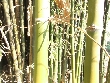 $bota_pic_name1