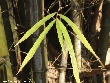 $bota_pic_name1